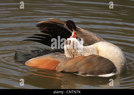 Egyptian goose (Alopochen aegyptiacus), lissage, Allemagne Banque D'Images