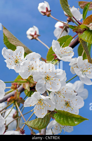 L'épanouissement de cerise sauvage / Sweet cherry (Prunus avium) avec l'éclatement des bourgeons et des fleurs blanches au printemps émergents, Belgique Banque D'Images