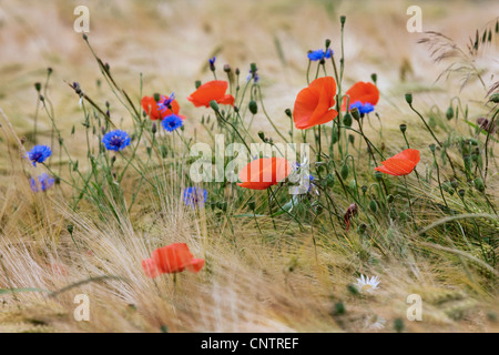 Les fleurs sauvages et les mauvaises herbes comme le bleuet (Centaurea cyanus) et coquelicots dans un champ sur les terres agricoles Banque D'Images