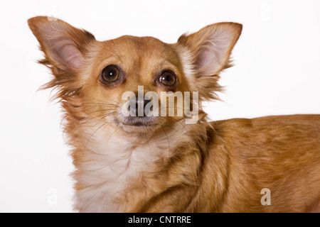 Tan Chihuahua à poil long chien (Canis lupus familiaris) portrait Banque D'Images