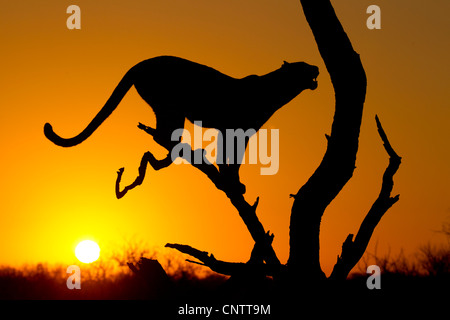 African Leopard (Panthera pardus) au lever du soleil, en silhouette, Afrique du Sud Banque D'Images