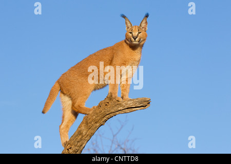 Le caracal (Felis caracal) en haut d'une carcasse de log, Afrique du Sud Banque D'Images