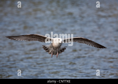 Goéland argenté, Larus argentatus ; premier hiver oiseau ; Cornwall, UK Banque D'Images