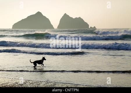 Baie de Holywell ; chien sur la plage, Cornwall, UK Banque D'Images