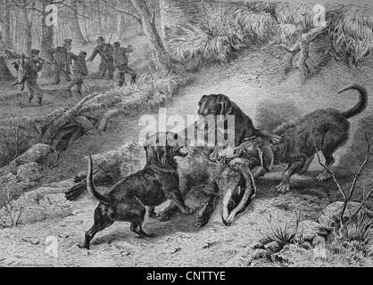 Chiens de chasse, les blaireaux, 1869 Gravure historique Banque D'Images