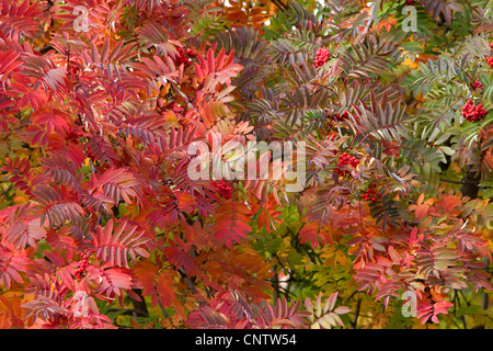 Automne feuilles rowan dans les arbres en arrière-plan Banque D'Images