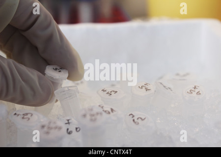 La sélection scientifique test tube rack de Banque D'Images