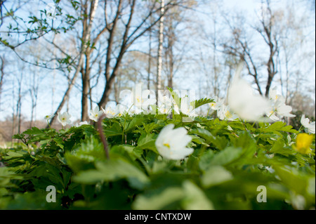 Printemps, fleurs sauvages, anémones blanches dans park Banque D'Images