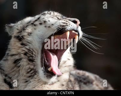 Snow Leopard le bâillement Banque D'Images