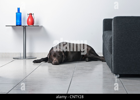 Labrador chocolat endormi sur le plancher du salon Banque D'Images