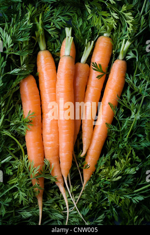 Close up of bunch of carrots Banque D'Images