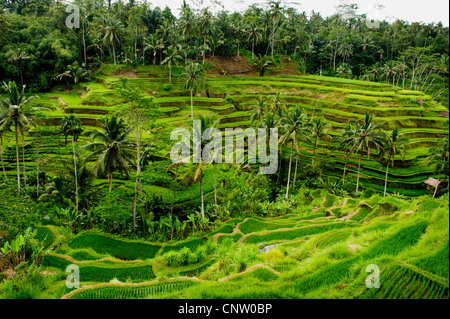 Certains des plus spectaculaires et dramatiques des terrasses de riz à Bali, Indonésie, sont situés dans la région de Tegallalang centre de Bali. Banque D'Images