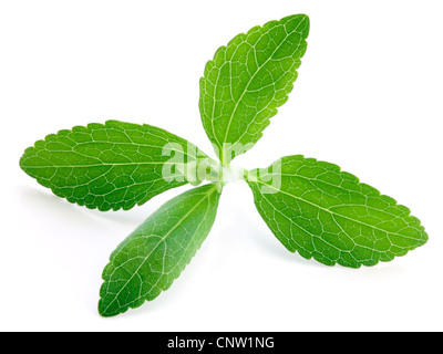 Stevia rebaudiana, sweetleaf substitut du sucre isolé sur fond blanc Banque D'Images