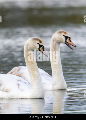 Mute swan (Cygnus olor), juvénile Banque D'Images