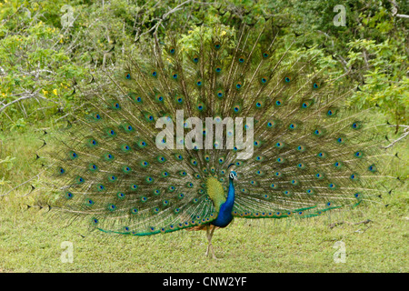 Les Indiens mâles paons bleus (Peacock) affichage, parc national de Yala, au Sri Lanka Banque D'Images