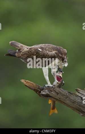 Osprey, le poisson hawk (Pandion haliaetus), assis sur un chicot de pins de manger un poisson pêché, le Parc National de Cairngorms Banque D'Images