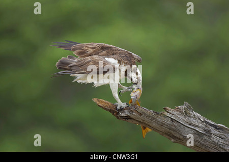 Osprey, le poisson hawk (Pandion haliaetus), assis sur un chicot de pins de manger un poisson pêché, le Parc National de Cairngorms Banque D'Images