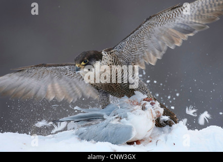 Le faucon pèlerin (Falco peregrinus), l'alimentation assis dans la neige sur un attrapé goéland, Royaume-Uni, Ecosse, le Parc National de Cairngorms Banque D'Images