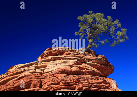 Le pin ponderosa, le pin jaune de l'ouest, blackjack, bull pin pin (Pinus ponderosa), arbre noueux sur grès, USA, Arizona, Zion National Park, Coyote Buttes North Banque D'Images