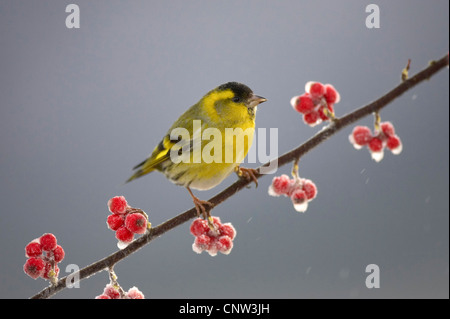 Siskin Carduelis spinus (épinette), homme perché sur la branche cotoneaster dépoli, Royaume-Uni, Ecosse Banque D'Images