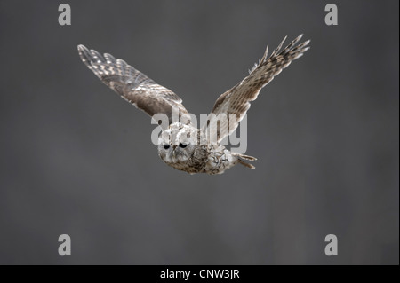 Chouette hulotte eurasien (Strix Aluco enr), en vol, Royaume-Uni, Ecosse, le Parc National de Cairngorms Banque D'Images