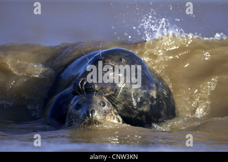 Phoque gris (Halichoerus grypus), paire de sub-adultes frolicing à la plage dans le surf, Royaume-Uni, Angleterre, Lincolnshire Banque D'Images