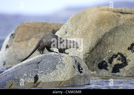 La loutre d'Europe, loutre d'Europe, la loutre (Lutra lutra), sub-adultes scampering le long des rives rocheuses, Royaume-Uni, Ecosse, Sutherland Banque D'Images