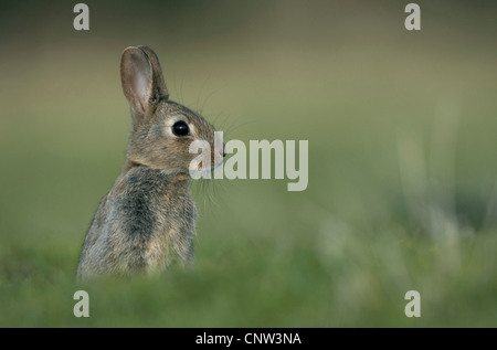 Lapin de garenne (Oryctolagus cuniculus), jeune, Royaume-Uni, Ecosse, le Parc National de Cairngorms Banque D'Images