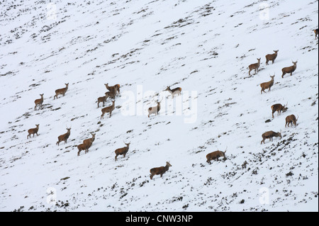 Red Deer (Cervus elaphus), troupeau sur la colline ouverte en hiver, Royaume-Uni, Ecosse, Alladale Wilderness Réserver Banque D'Images