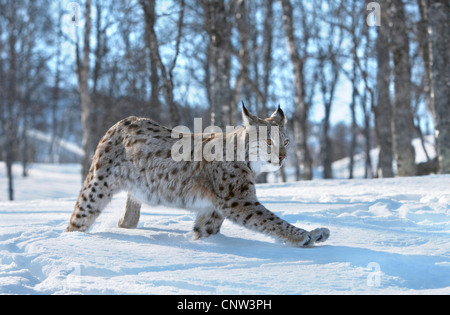 Le lynx eurasien (Lynx lynx), les femmes adultes en forêt de bouleaux en hiver, de la Norvège, de Bardu Banque D'Images