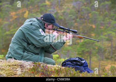 Hunter norvégien assis sur le dessus d'une falaise dans une forêt visant avec son arme whil en attente d'un élan (orignal) d'être conduit par des chiens, de l'Allemagne, de Nord-Trondelag Banque D'Images