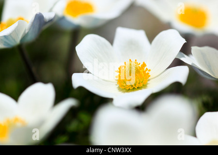 Anémone des alpes (Pulsatilla alpina), fleur, l'Autriche, le Parc National du Hohe Tauern Banque D'Images