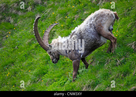 Bouquetin des Alpes (Capra ibex), buck descendre une montagne escarpée prairie au Niederhorn, Suisse, Oberland Bernois Banque D'Images