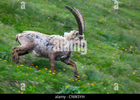 Bouquetin des Alpes (Capra ibex), buck fonctionnant en bas d'une montagne raide prairie au Niederhorn, Suisse, Oberland Bernois Banque D'Images