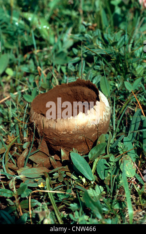 Domecap rose géant, puffball (Calvatia utriformis, Calvatia caelata), dans un pré, Allemagne Banque D'Images