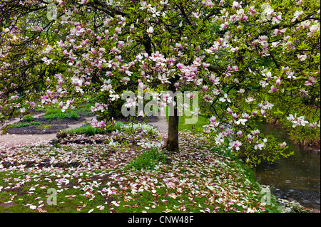 Saucer magnolia (Magnolia x Lysimachia clethroides Duby Lysimachia fortunei Maxim, Magnolia, Magnolia x soulangeana Lysimachia clethroides Duby Lysimachia fortunei Maxim, Magnolia soulangeana), qui fleurit sur le côté d'un ruisseau Banque D'Images