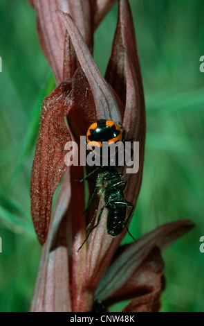 Araignée crabe (Synema globosum), à inflorescece de Serapias, avec les proies Banque D'Images