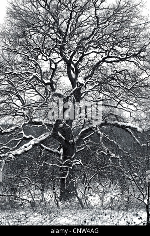 Chêne (Quercus spec.), vieil arbre couvert de neige Banque D'Images