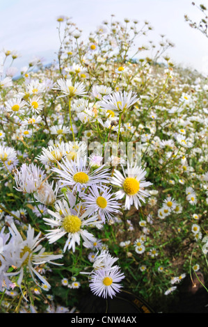 Camomille matricaire inodore, Matricaire inodore (Tripleurospermum perforatum, Tripleurospermum inodorum, Matricaria inodora), la floraison, l'Allemagne, Rhénanie du Nord-Westphalie Banque D'Images