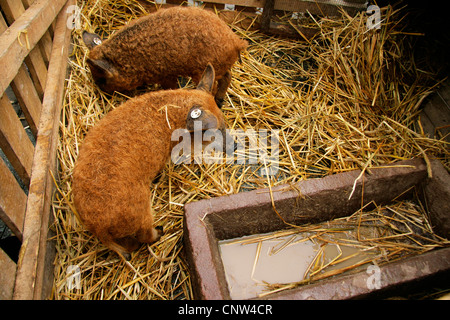 Cochon laineux (Sus scrofa domestica) f., les porcelets à un marché, l'Allemagne, en Rhénanie du Nord-Westphalie, Ruhr, Herdecke Banque D'Images