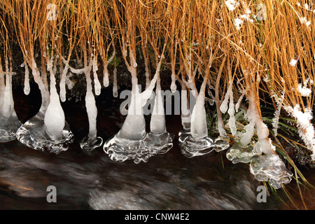 La formation de glace bizarres pende de l'herbe de la rive dans un ruisseau, la République tchèque, l'Erz Mountains, Schwarzwassertal Banque D'Images