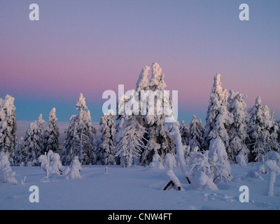 Lumière neige-couvertes de conifères à la lumière du soleil levant, la République tchèque, l'Erz Mountains, Keilberg Banque D'Images