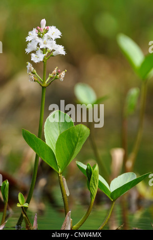 Bogbean, buckbean (Menyanthes trifoliata), la floraison, Allemagne Banque D'Images