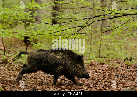 Le sanglier, le porc, le sanglier (Sus scrofa), homme d'exécution en forêt de hêtres, Allemagne Banque D'Images