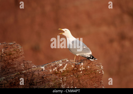 Goéland argenté (Larus argentatus), appelant en étant debout sur un rocher, l'Allemagne, Helgoland Banque D'Images