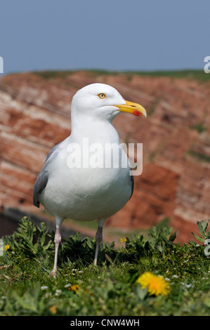 Goéland argenté (Larus argentatus), sur la côte escarpée, Allemagne, Helgoland Banque D'Images