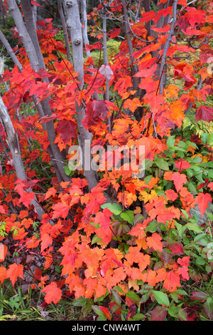 Érable (Acer spec.), de l'érable en automne, Canada, Terre-Neuve, le parc national du Gros-Morne Banque D'Images