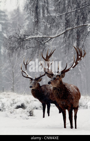 Red Deer (Cervus elaphus), deux mâles sur une clairière en hiver, l'Allemagne, la Saxe Banque D'Images