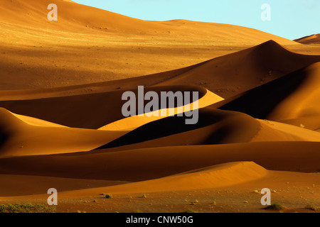 Dune de sable, la lumière du matin, Sossusvlei, Namibie Namib Naukluft National Park Banque D'Images