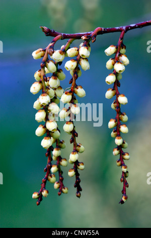 Le Jeune dracodard (Stachyurus praecox, Kibusi), blooming Banque D'Images